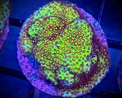 Sunset Stylocoeniella