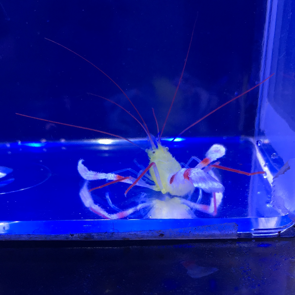 Zanzibar Coral Banded Shrimp