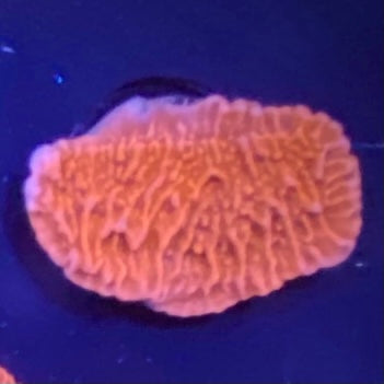 Red Montipora Capricornis