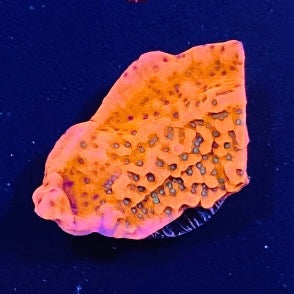 Tropic Thunder Montipora