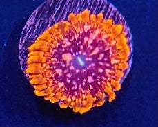 Utter Chaos Zoanthid