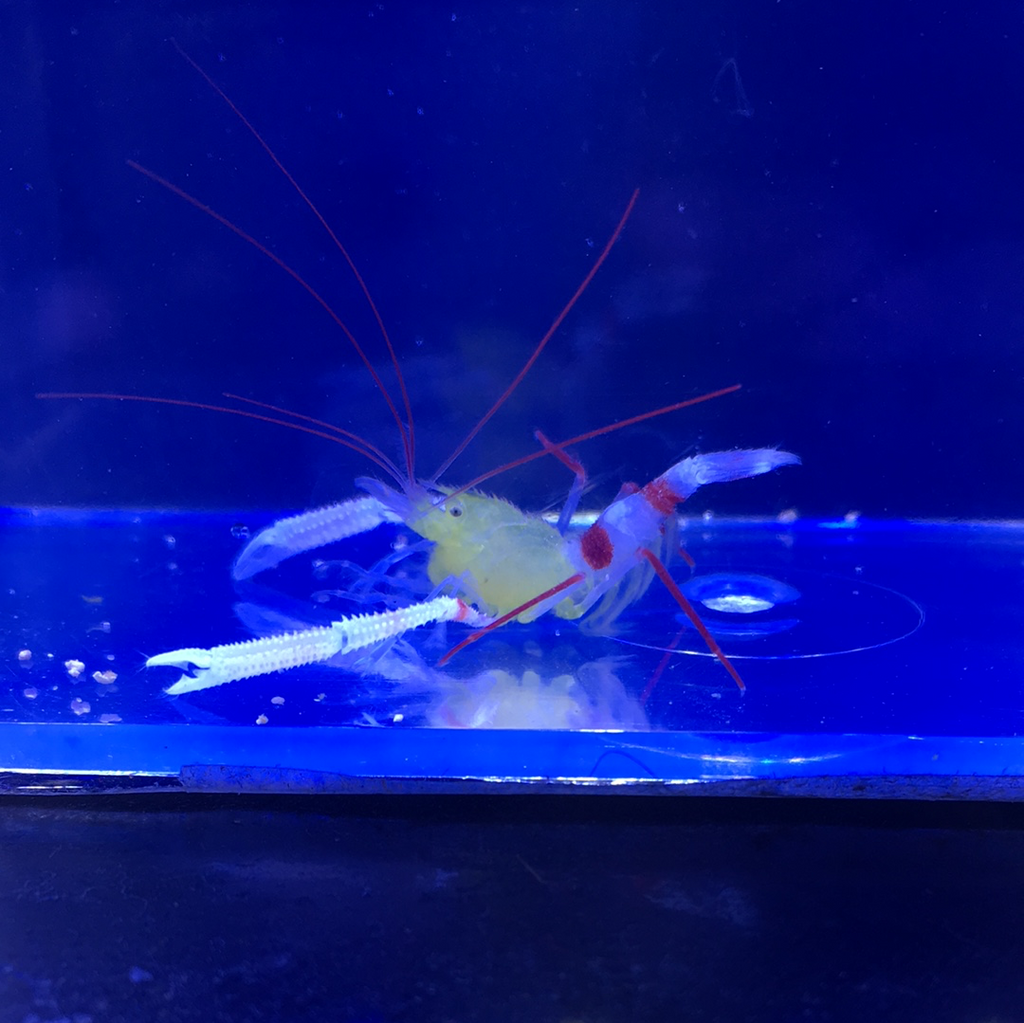 Zanzibar Coral Banded Shrimp