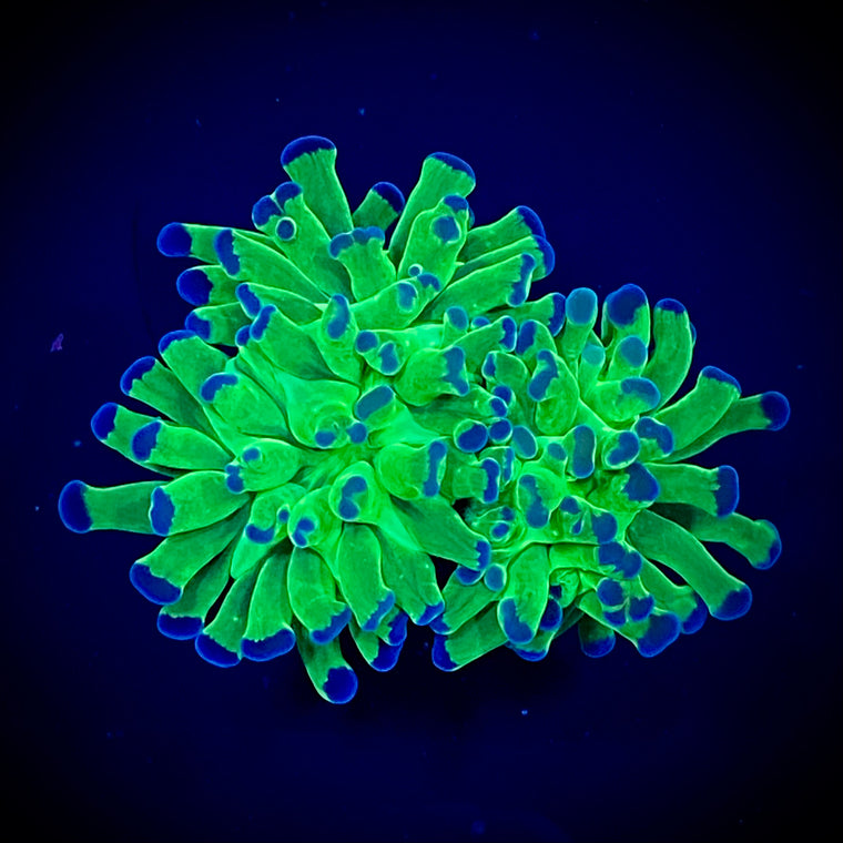 Green Button Palythoa