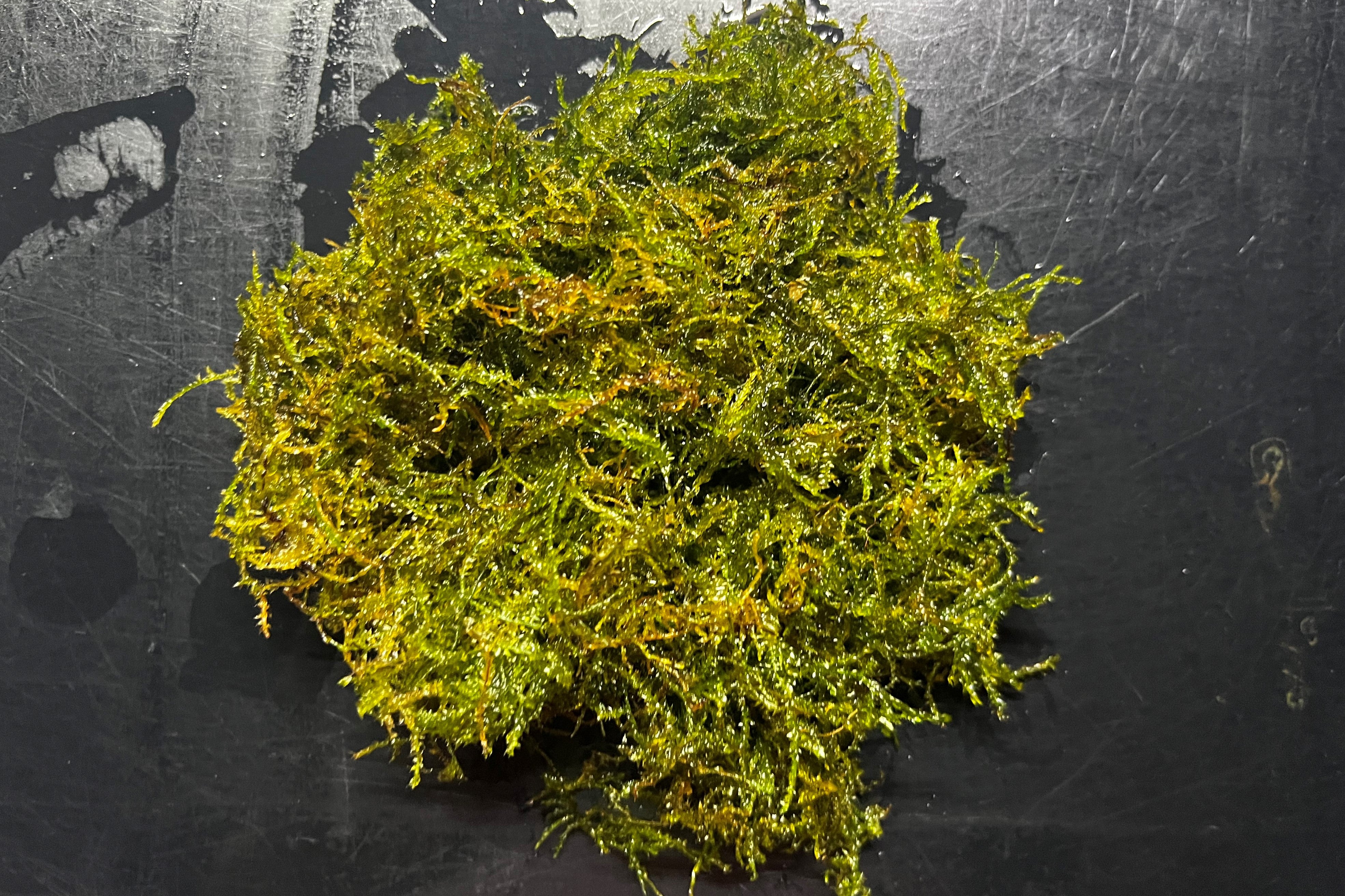 Java Moss