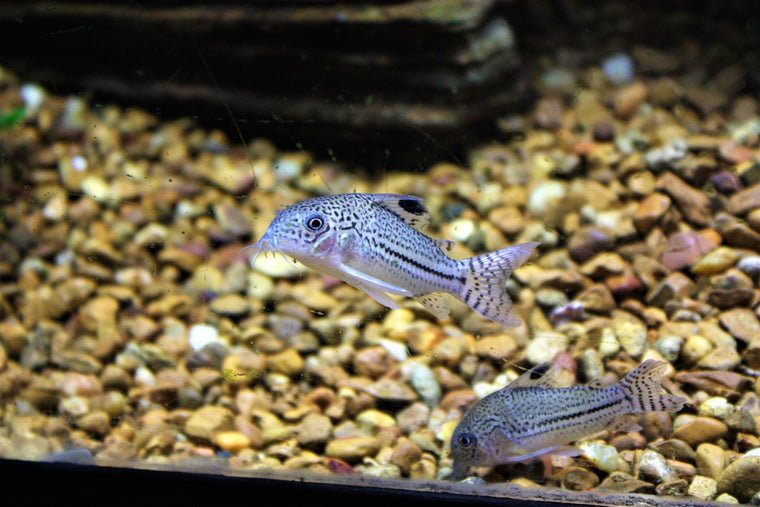 Albino Hoplo Catfish