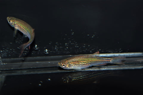 Danio kyathit