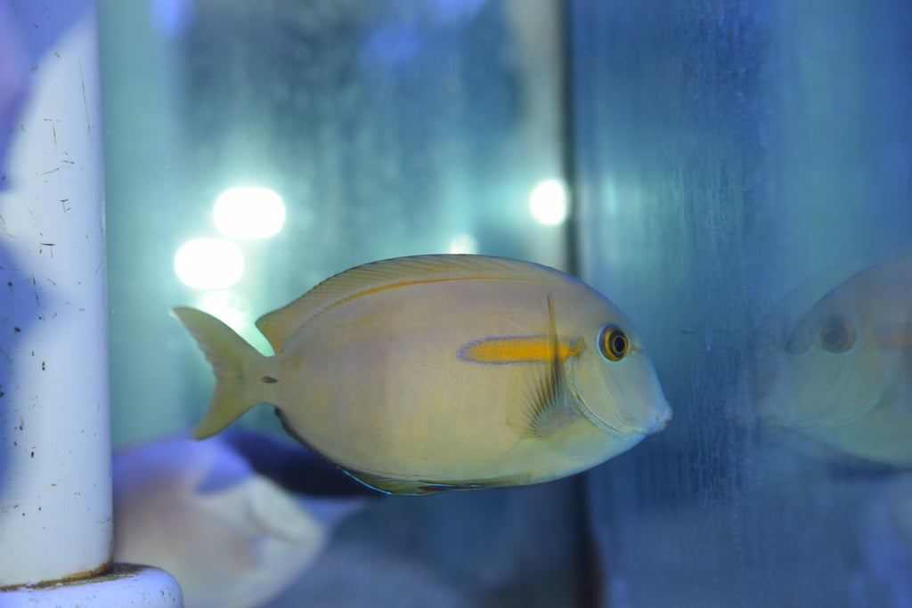Orange Ruffing Fish Orange Tang Fish