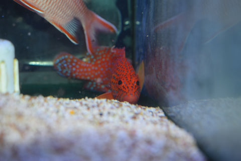 Miniatus Grouper
