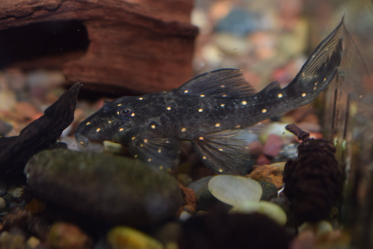 Mustard Spot Pleco (LDA-031)