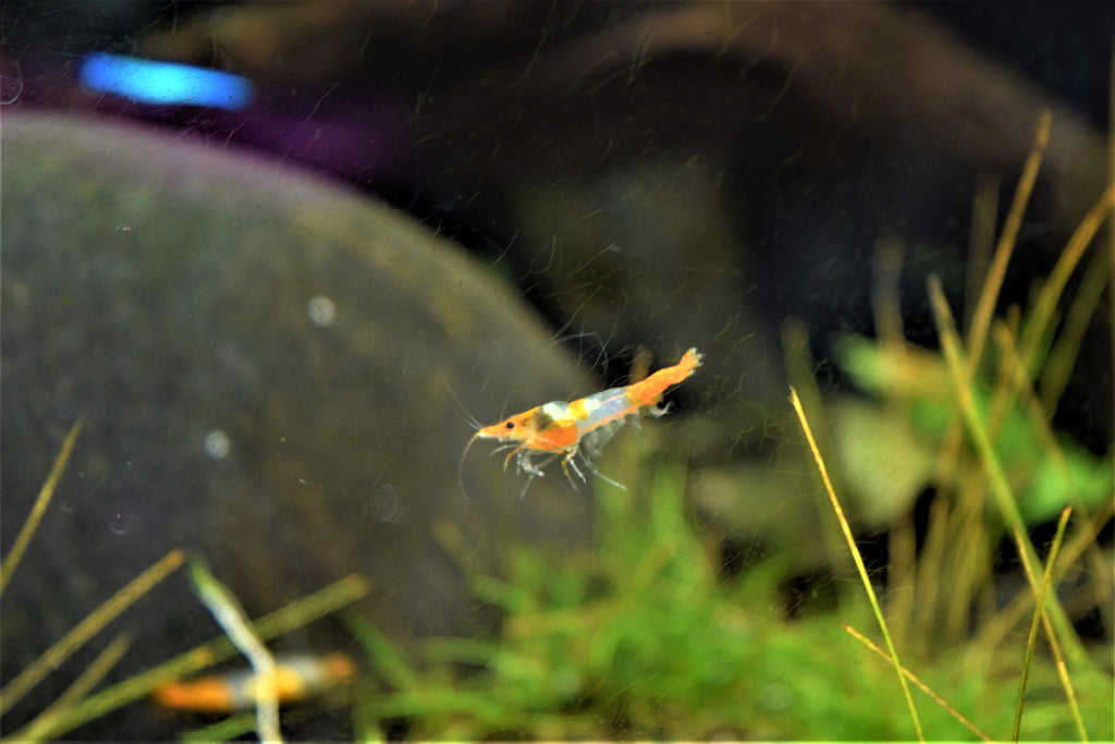 Orange Rili Shrimp