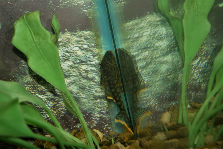 Orange Seam Pleco (L-106)