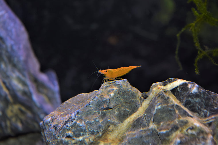 Orange Sunkist Shrimp