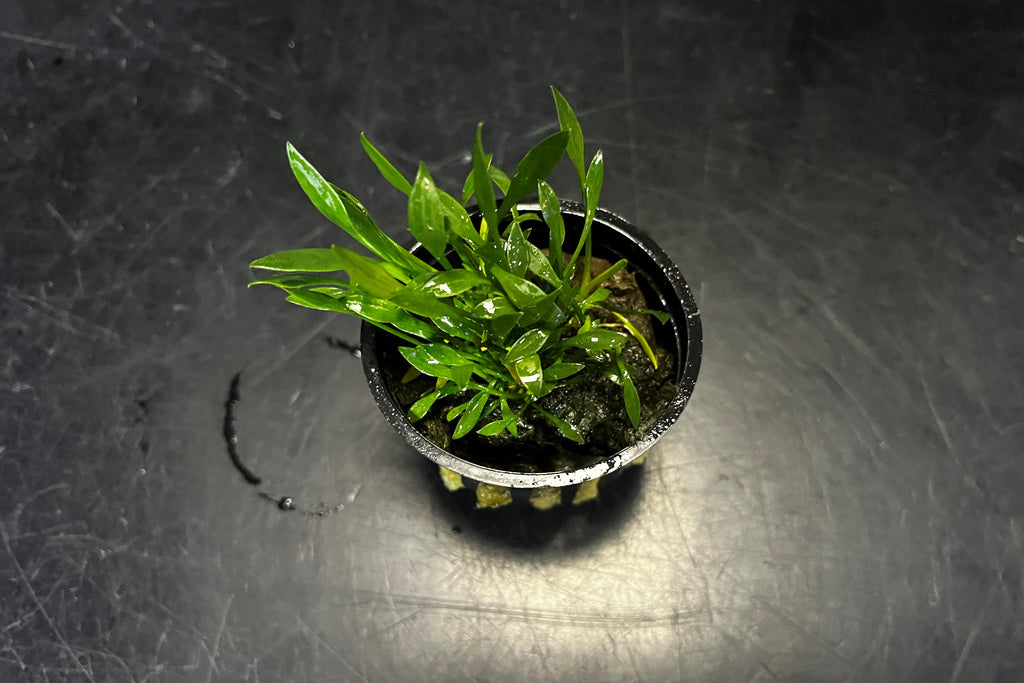 Cryptocoryne Parva - Potted