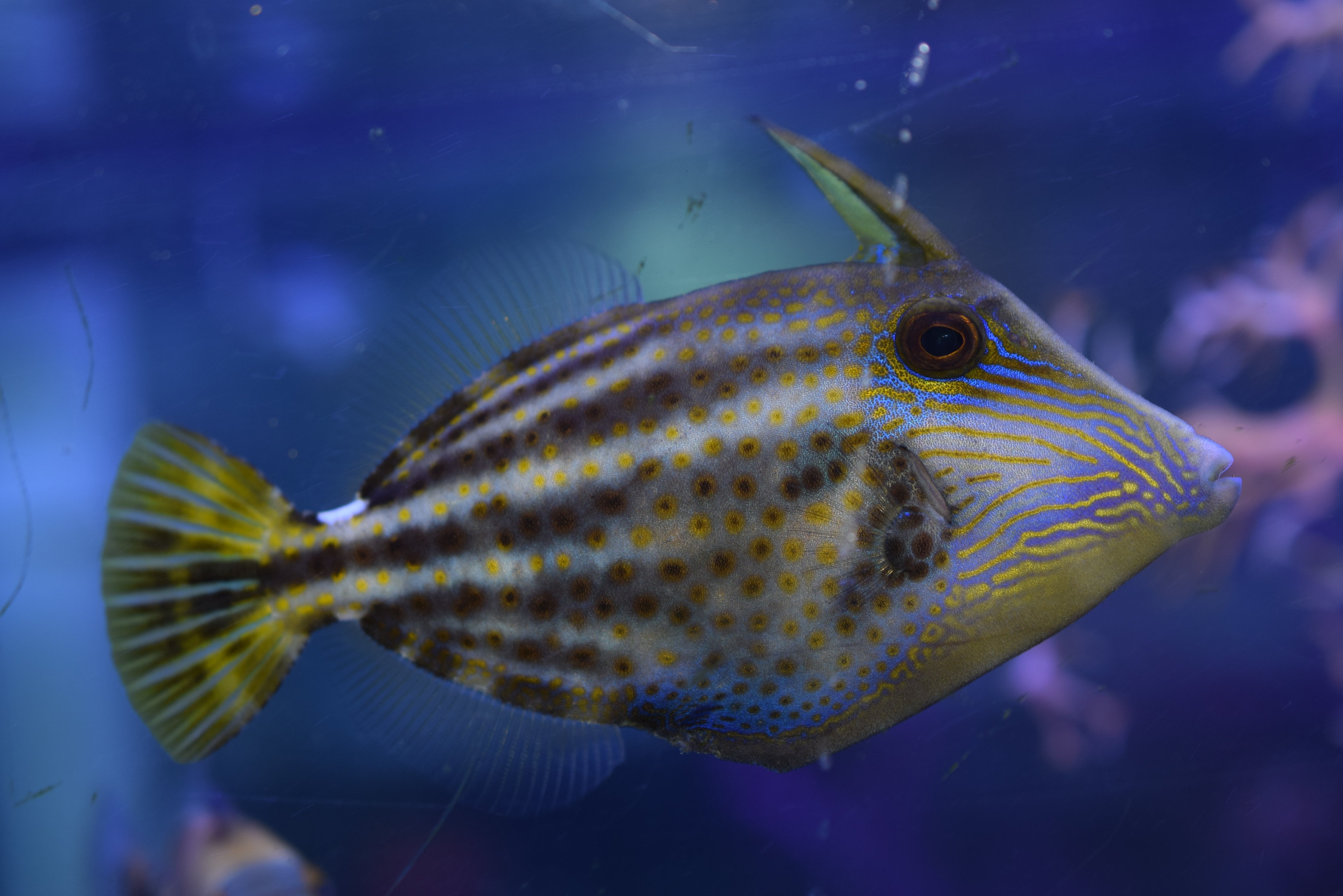 Fish Filefish Pullus Filefish