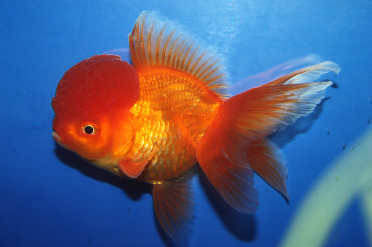 Randa Fish Freshwater Fish