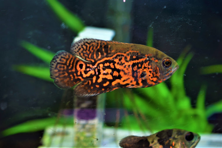 Convict Cichlid