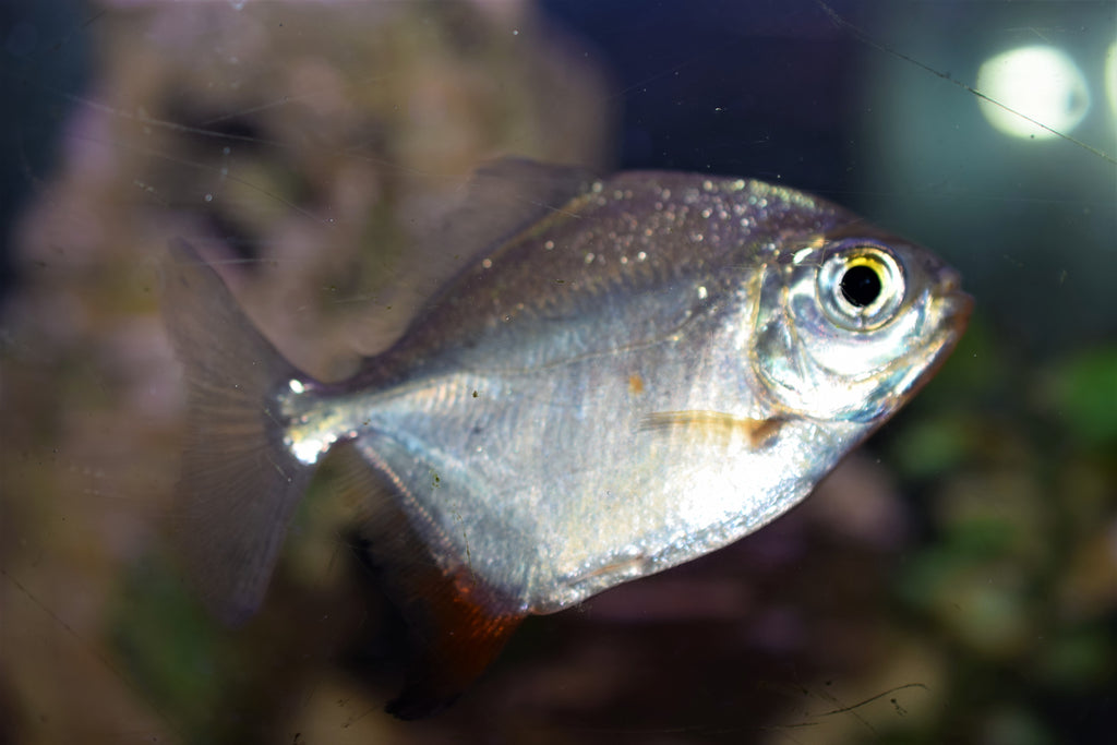 blue hook silver dollar fish Red Hook Silver Dollar