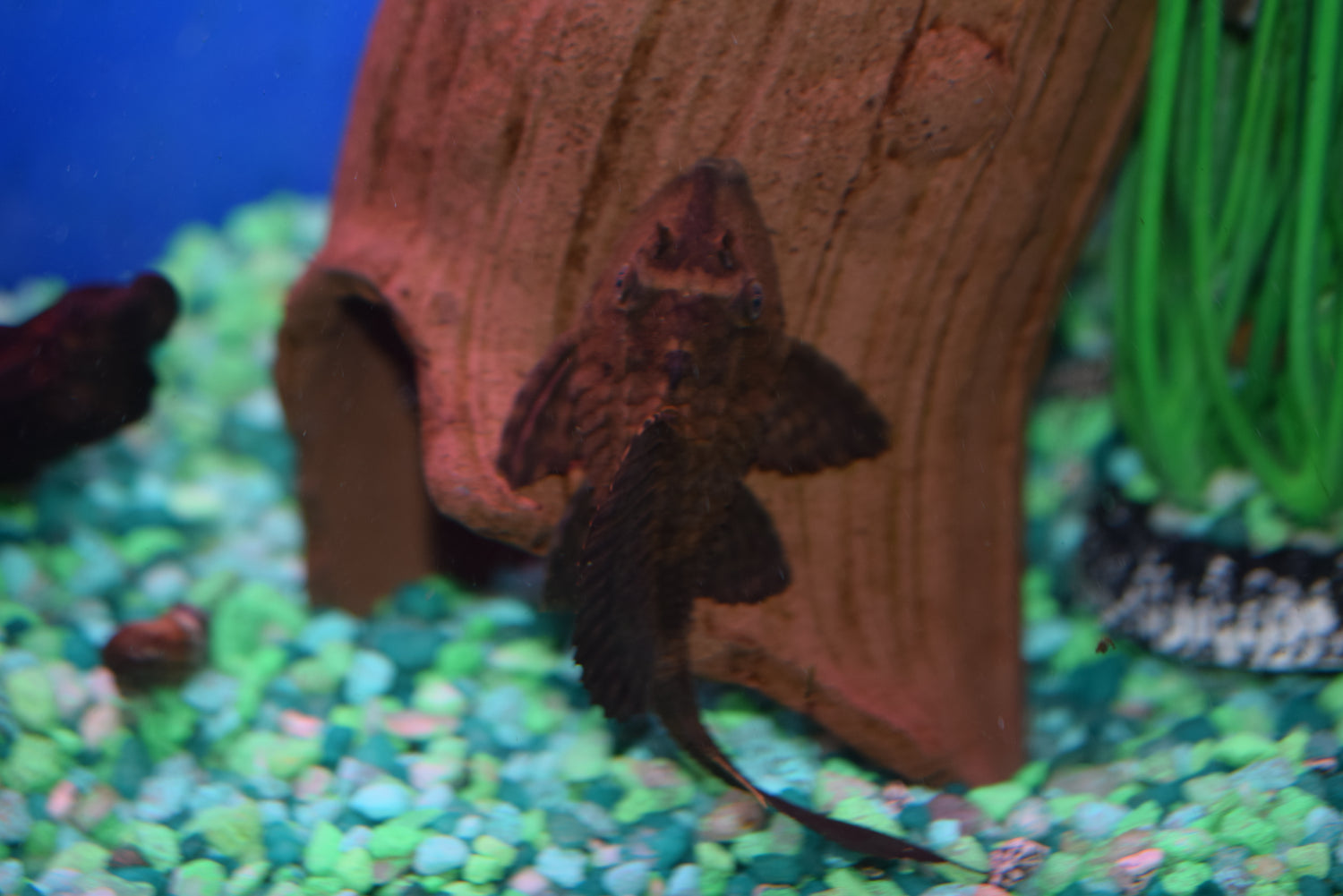 best boxing pleco fishing Rhino Pleco