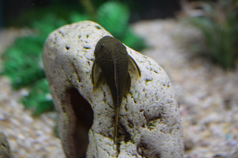 Rubber Pleco