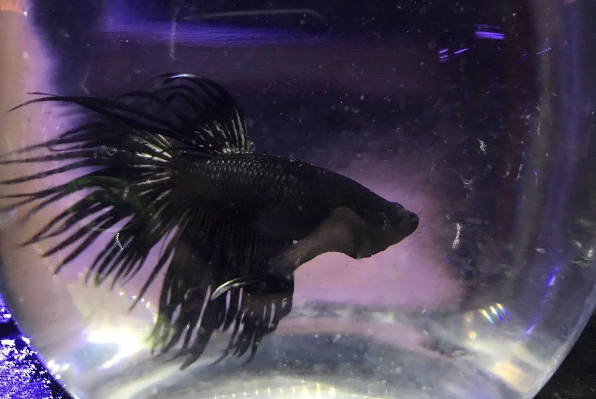black betta fish for sale