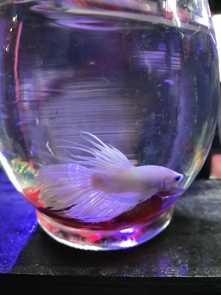 White Crowntail