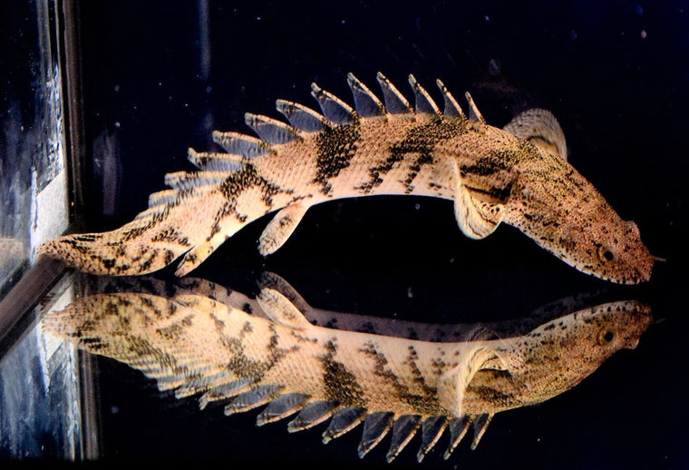 Albino Pearl Stingray (Female)