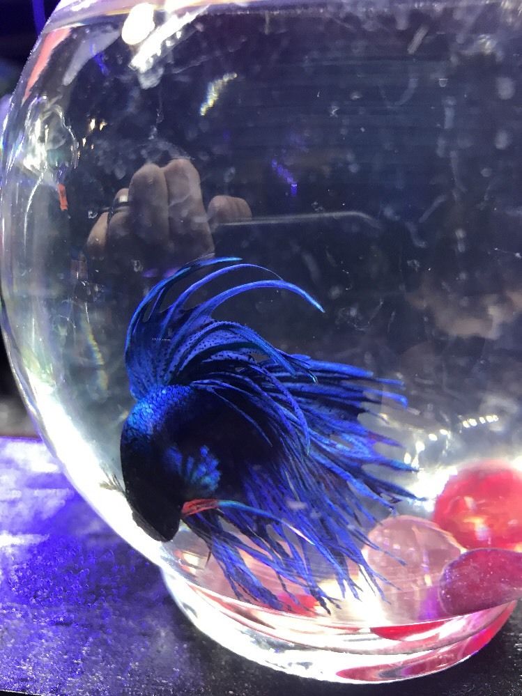 Blue Crowntail