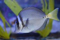 Sawtail Tang