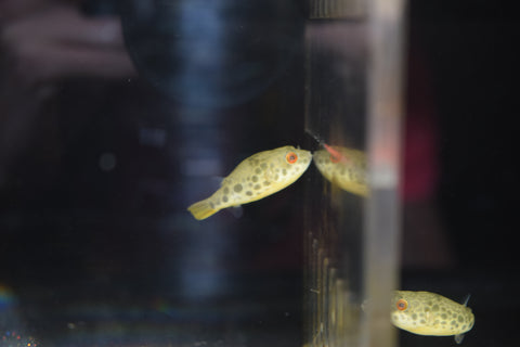 Schoutedeni Puffer