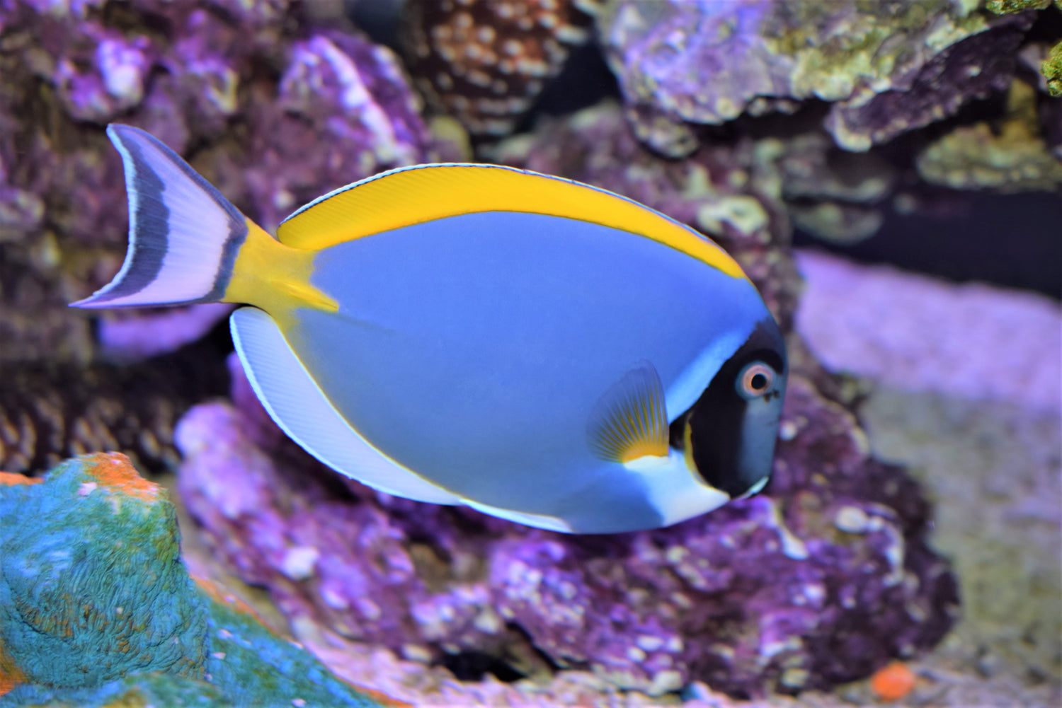 Powder Blue Tang - For The Fishes