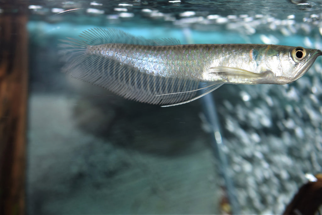 Silver Rava Fish Silver Arowana Fish Price