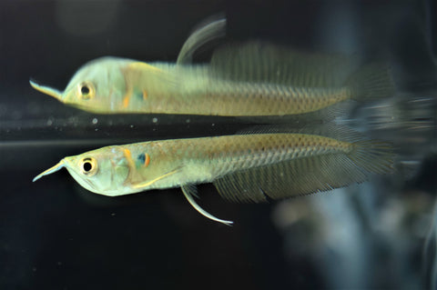 Silver Arowana