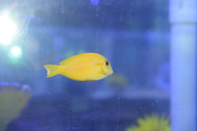 Orange Shoulder Tang