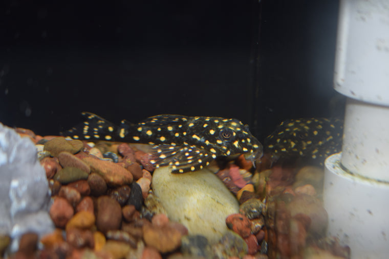 Snowball Pleco (L-142)