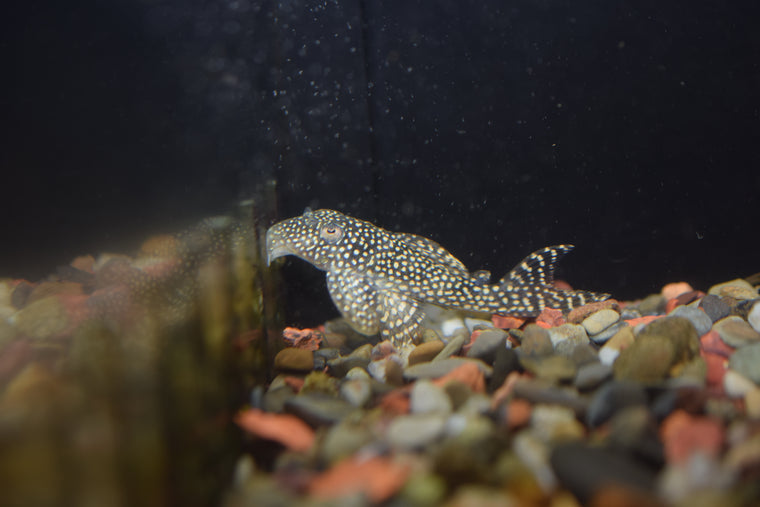 Stardust Pleco (L-262)