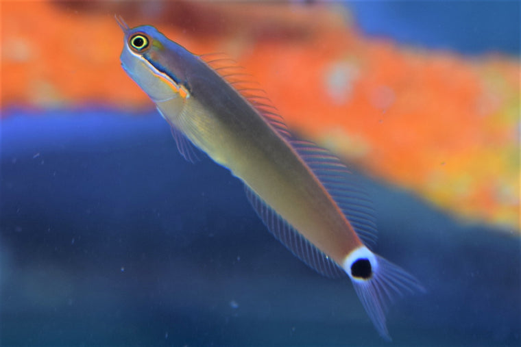 barber pole fish Barberpole Goby