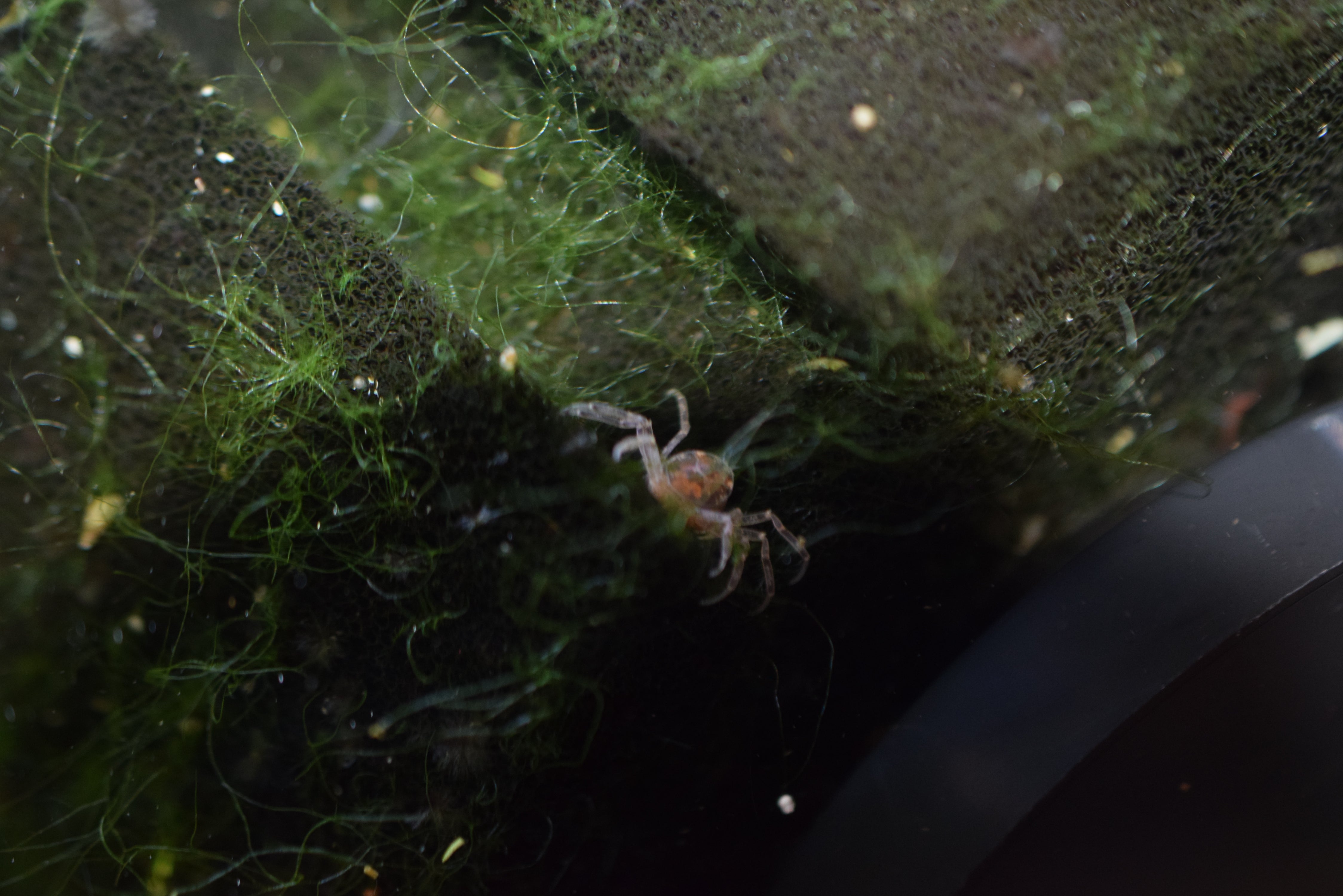 Thai Micro Crabs