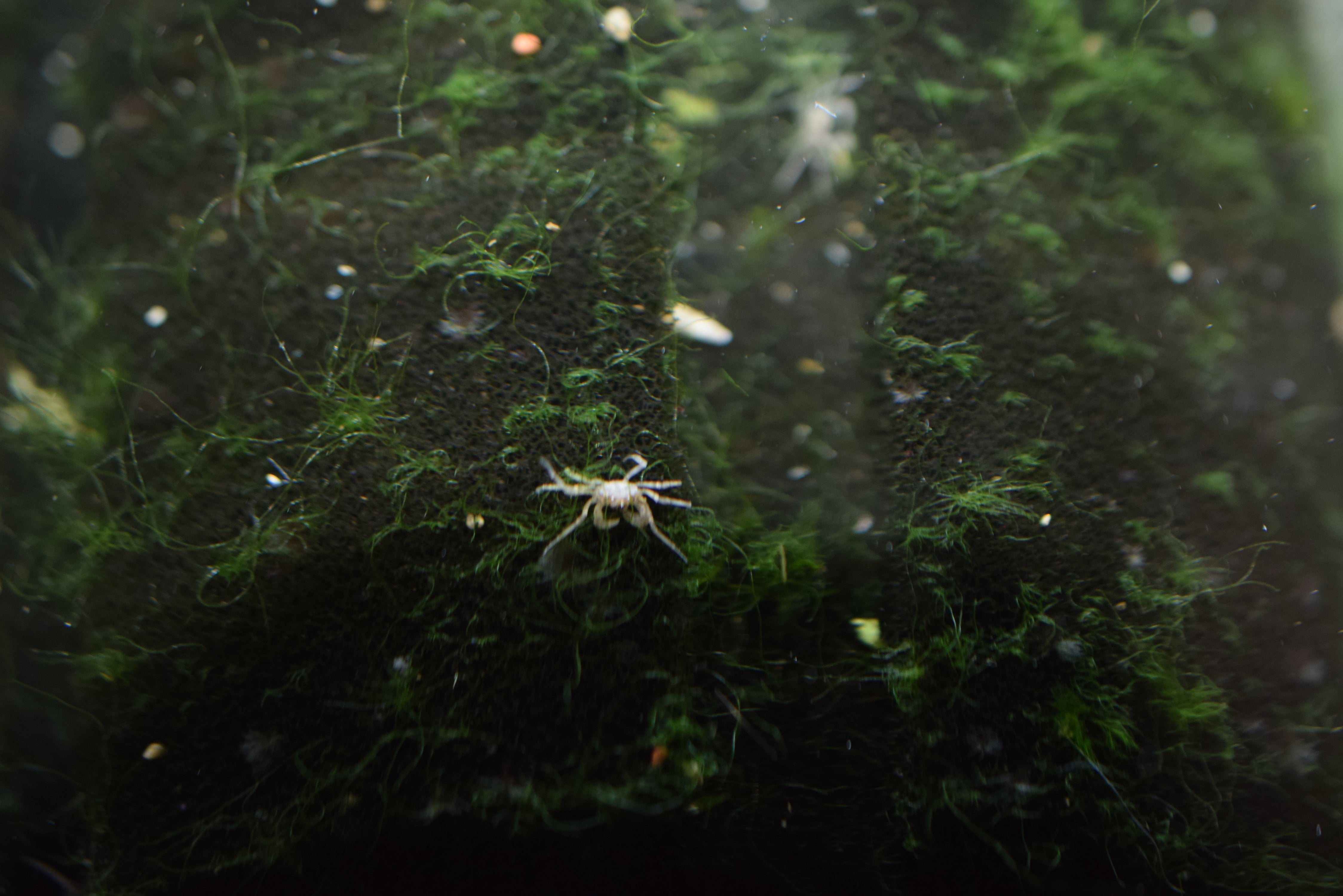 Thai Micro Crabs