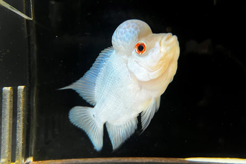 Thai Silk Flowerhorn (Male)