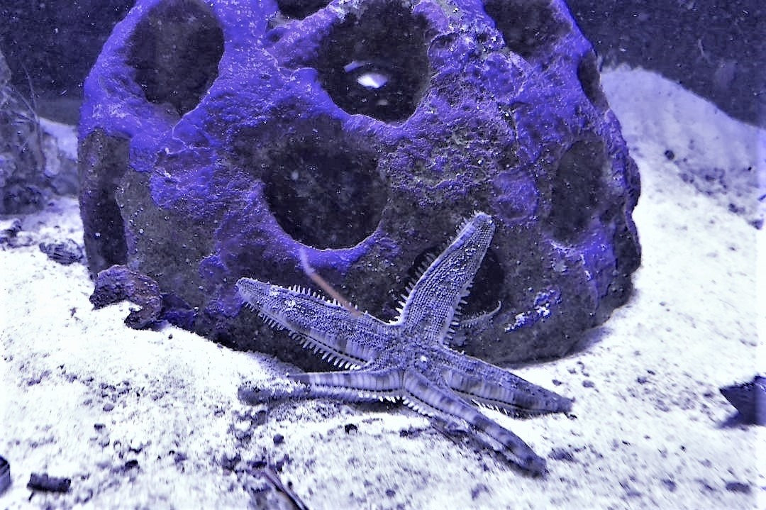 Sifting Starfish