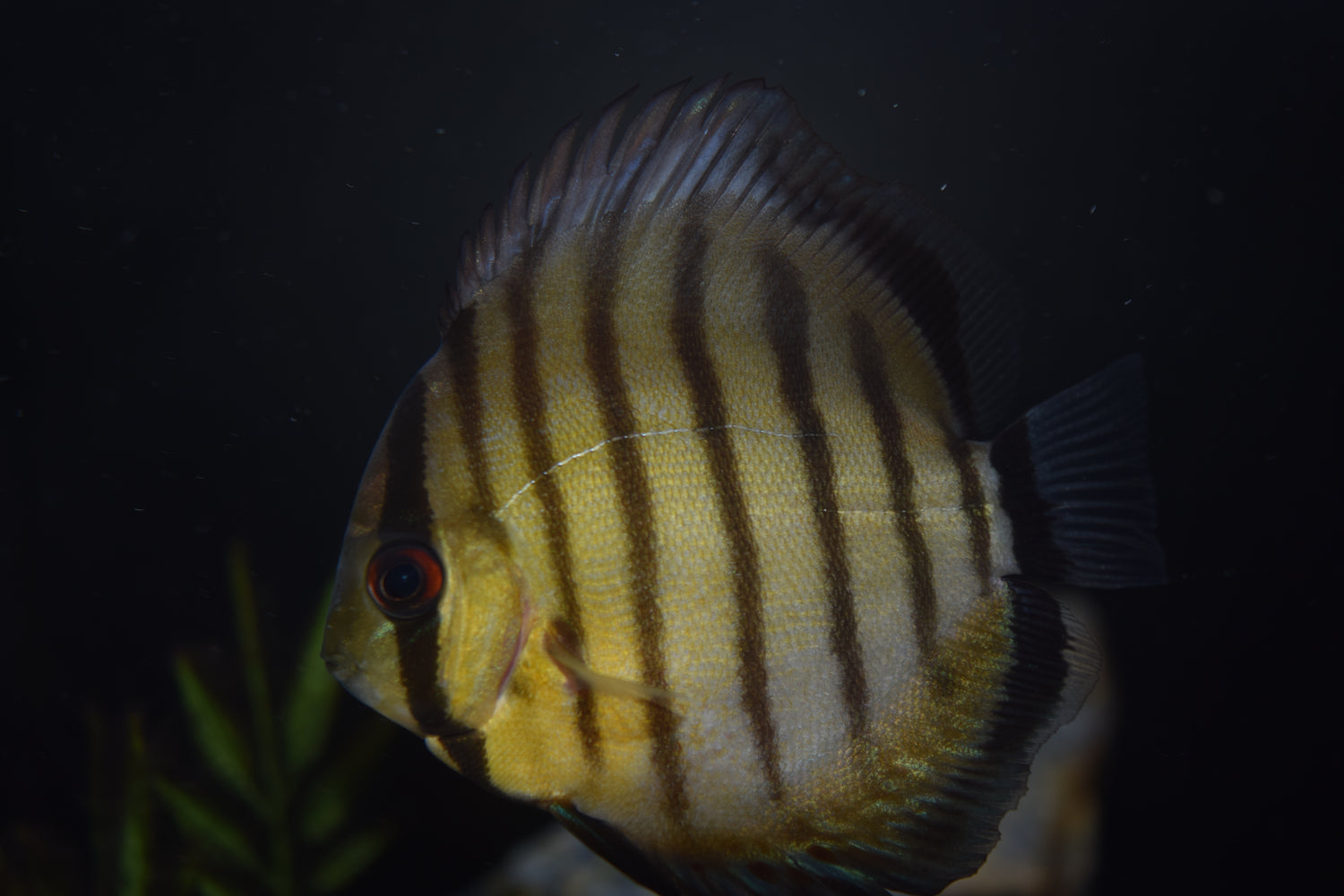 Wild Tefe Green Discus