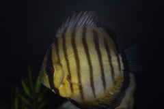 Wild Tefe Green Discus